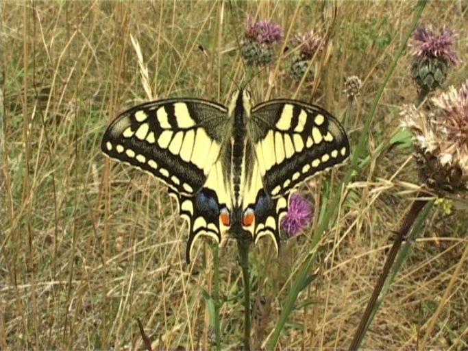Schwalbenschwanz ( Papilio machaon ) : Kaiserstuhl, 14.07.2006